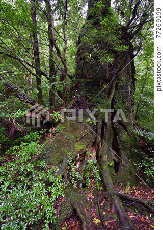 Nidaisugi, Shiratani Unsuikyo, Yakushima, Kagoshima 77269199