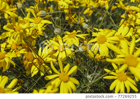 宇坪公園Euryops雛菊 77269255