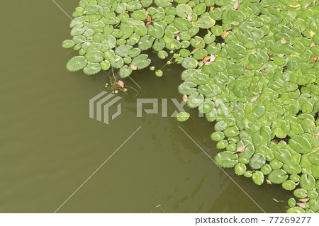 Tennoji Park Kawazokoike Water lily Tennoji Park Kawazokoike Water lily 77269277