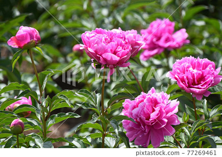 Peony peony (Shaku) 77269461