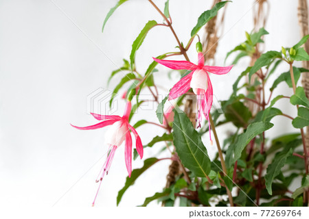 Blooming Fuchsia plant hanging with pink flowers, close up 77269764