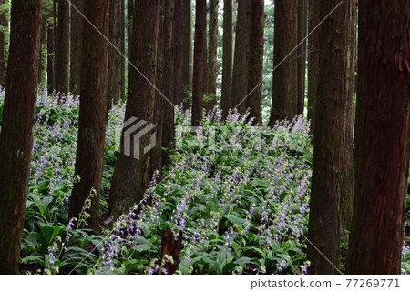 櫪木縣鹽谷町Calanthe reflexa 櫪木縣鹽谷町Calanthe reflexa 77269771