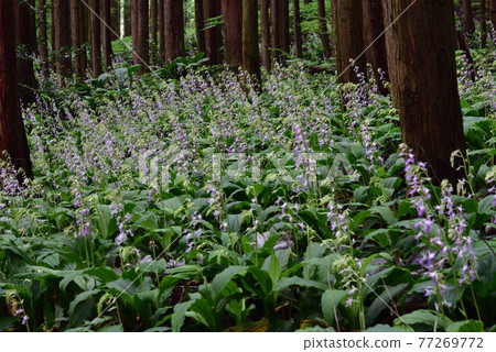 櫪木縣鹽谷町Calanthe reflexa 櫪木縣鹽谷町Calanthe reflexa 77269772