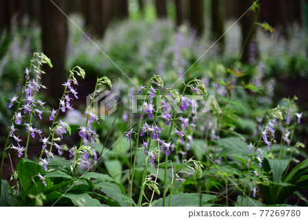 櫪木縣鹽谷町Calanthe reflexa 櫪木縣鹽谷町Calanthe reflexa 77269780