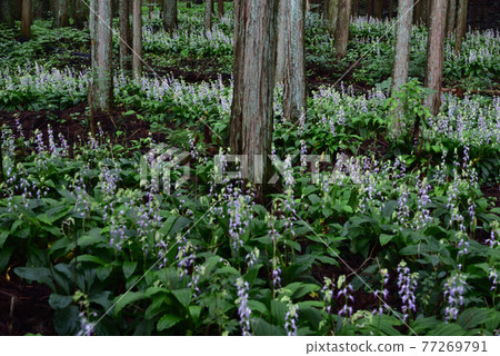 櫪木縣鹽谷町Calanthe reflexa 櫪木縣鹽谷町Calanthe reflexa 77269791