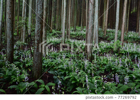 櫪木縣鹽谷町Calanthe reflexa 櫪木縣鹽谷町Calanthe reflexa 77269792