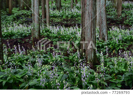 櫪木縣鹽谷町Calanthe reflexa 櫪木縣鹽谷町Calanthe reflexa 77269793