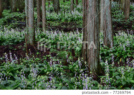 櫪木縣鹽谷町Calanthe reflexa 櫪木縣鹽谷町Calanthe reflexa 77269794