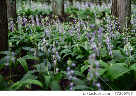 Calanthe reflexa, Shioya town, Tochigi prefecture Calanthe reflexa, Shioya town, Tochigi prefecture 77269797