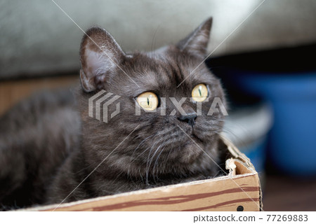 Cute gray tabby cat sits in cardboard box Cute gray tabby cat sits in cardboard box 77269883