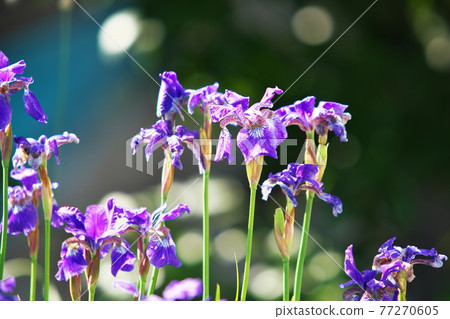 Iris ensata native to the riverbed 77270605