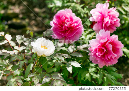 Peony of Tamonin, Tokorozawa City, Saitama Prefecture Peony of Tamonin, Tokorozawa City, Saitama Prefecture 77270855