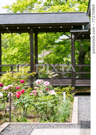 埼玉縣所澤市玉忍牡丹 埼玉縣所澤市玉忍牡丹 77270969