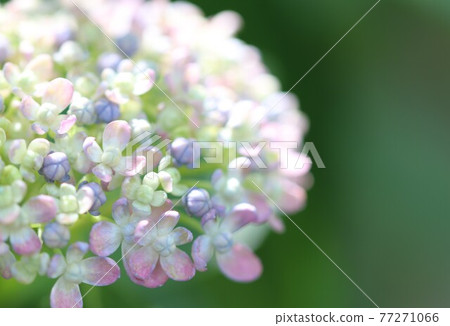 Chidori Mikawa starting to bloom Chidori Mikawa starting to bloom 77271066