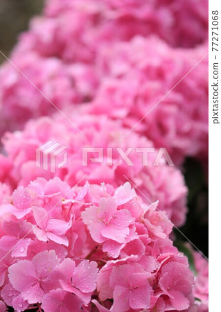 Pink Misses Cumiko 77271068