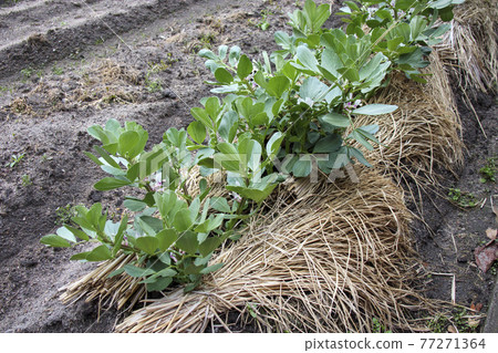 Broad bean flowers Broad bean flowers 77271364
