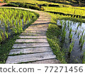 A path in a paddy field. Nobody. 77271456