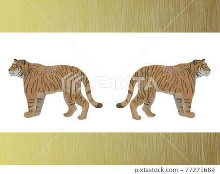 Gold edge Right Left Side facing tiger _ Real touch _ Side Gold edge Right Left Side facing tiger _ Real touch _ Side 77271689