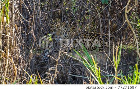 Wild Jaguar behind plants in riverbank, Pantanal, Brazil 77271697