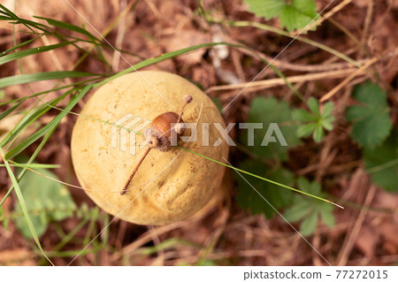 A golden mushroom grows in the forest among the green grass. There is a twig with an acorn on the hat. Top view and soft focus 77272015