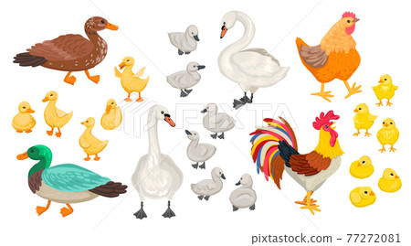 Set of different domestic birds. Geese, chickens, swans. Cubs and adults. Rooster, ducklings, and others. Vector flat illustration. 77272081