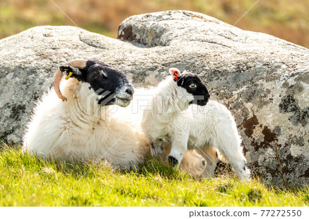 A blackface sheep family in a field in County Donegal - Ireland A blackface sheep family in a field in County Donegal - Ireland 77272550
