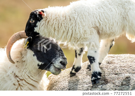 A blackface sheep family in a field in County Donegal - Ireland A blackface sheep family in a field in County Donegal - Ireland 77272551