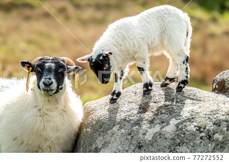 A blackface sheep family in a field in County Donegal - Ireland A blackface sheep family in a field in County Donegal - Ireland 77272552