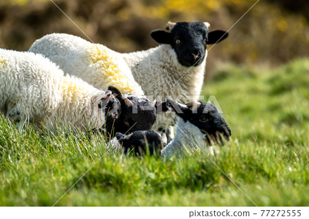 Cute blackface sheep lambs in a field in County Donegal - Ireland Cute blackface sheep lambs in a field in County Donegal - Ireland 77272555