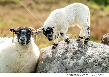 A blackface sheep family in a field in County Donegal - Ireland 77272559