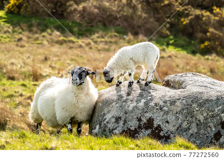 A blackface sheep family in a field in County Donegal - Ireland 77272560