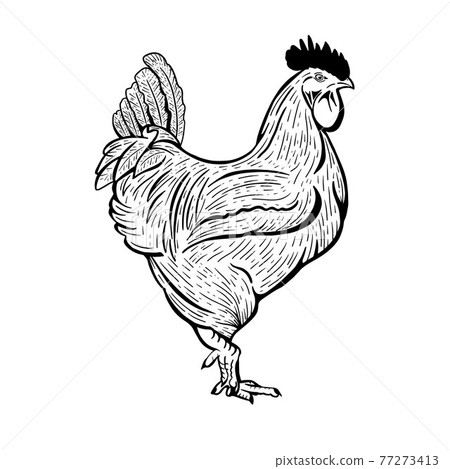 Hand Drawn Graphic rooster on a white background. Good for logo. 77273413