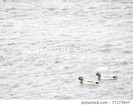 A duck swaying in the river 77273647