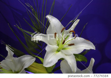 Close-up of white lily flower on blue background. 77274384