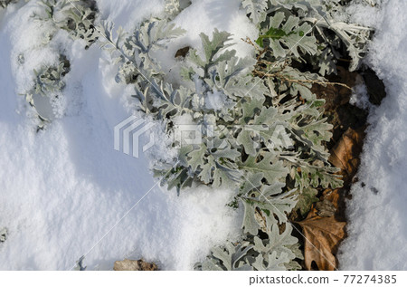 Ornamental plants. Crested ashberry, or Jacobea seaside  (Jacobaea maritima) with snow. 77274385
