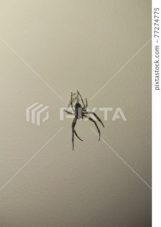 Crawling Spider Arachnid Insect Isolated on White Crawling Spider Arachnid Insect Isolated on White 77274775