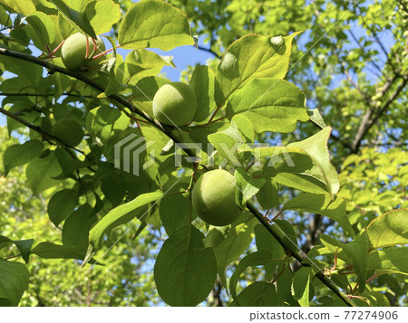 青梅水果 青梅水果 77274906