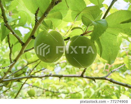 青梅水果 青梅水果 77274908