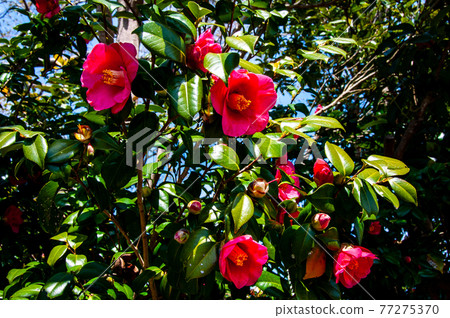 Camellia blooming along the Michinoku sea breeze trail in Shiogama, Urato Islands, Katsurashima Camellia blooming along the Michinoku sea breeze trail in Shiogama, Urato Islands, Katsurashima 77275370