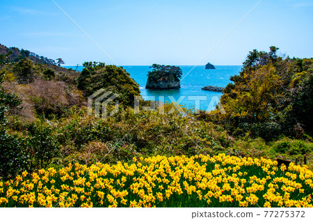 鹽釜市 浦戶諸島 桂島 陸奧潮風步道 水仙路 觀賞太平洋和水仙花外的小島 鹽釜市 浦戶諸島 桂島 陸奧潮風步道 水仙路 觀賞太平洋和水仙花外的小島 77275372