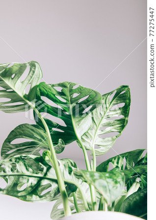Monstera Monkey Mask Monstera Monkey Mask 77275447