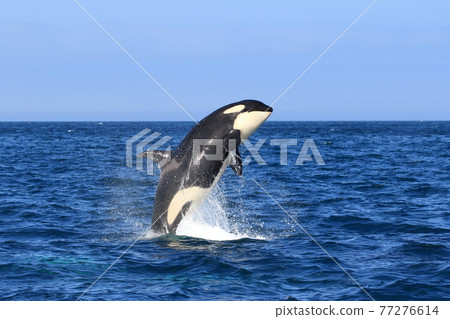 Wild orca migrating to the sea of Shiretoko (off Rausu, Hokkaido) 77276614