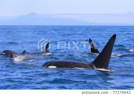 遷徙到知床海的野生虎鯨(北海道羅臼附近) 遷徙到知床海的野生虎鯨(北海道羅臼附近) 77276642
