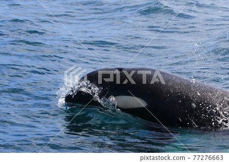 Wild orca migrating to the sea of Shiretoko (off Rausu, Hokkaido) Wild orca migrating to the sea of Shiretoko (off Rausu, Hokkaido) 77276663