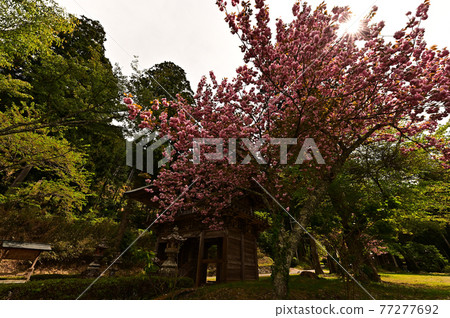 From Bunpoji Temple 77277692