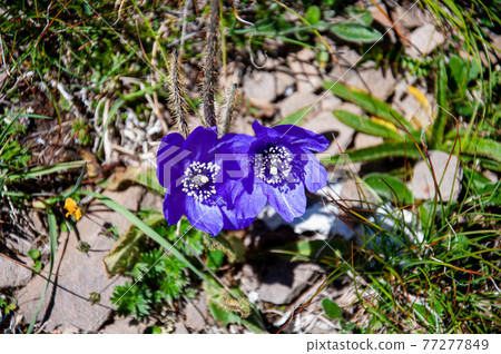 景觀, 山, 高山, 植物, 高山植物, 橫貫山脈, 青藏高原, Meconopsis Aprica, Meconopsi 景觀, 山, 高山, 植物, 高山植物, 橫貫山脈, 青藏高原, Meconopsis Aprica, Meconopsi 77277849