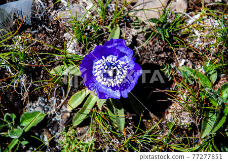 Landscape, Mountains, Alpine, Plants, Alpine Plants, Transverse Mountains, Tibetan Plateau, Meconopsis Aprica, Meconopsi Landscape, Mountains, Alpine, Plants, Alpine Plants, Transverse Mountains, Tibetan Plateau, Meconopsis Aprica, Meconopsi 77277851