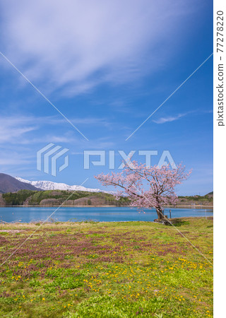 One cherry tree of Aoki lake One cherry tree of Aoki lake 77278220