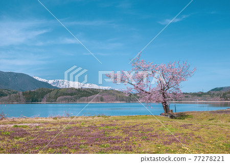 One cherry tree of Aoki lake One cherry tree of Aoki lake 77278221