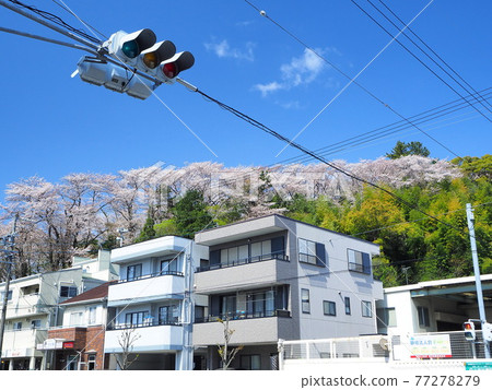 靜岡市區八幡山櫻花4月 靜岡市區八幡山櫻花4月 77278279